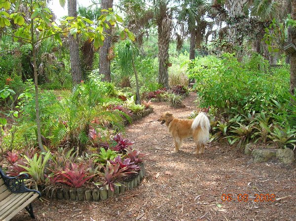 Taz and the garden
